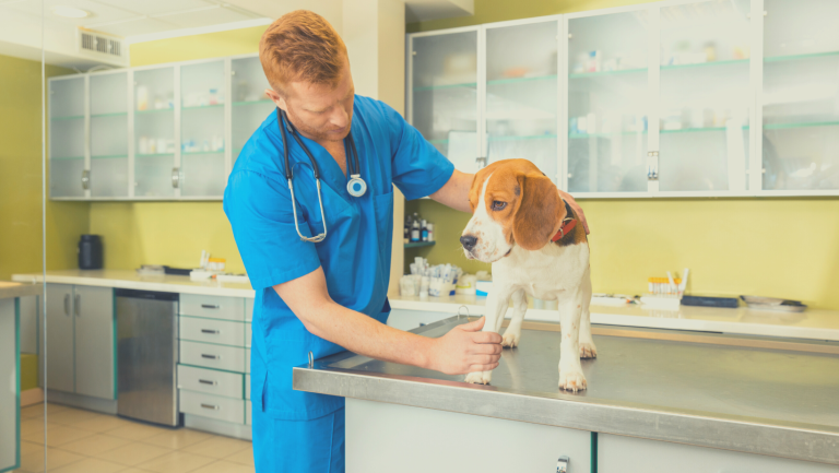 Veterinarian preforming veterinary exam on dog